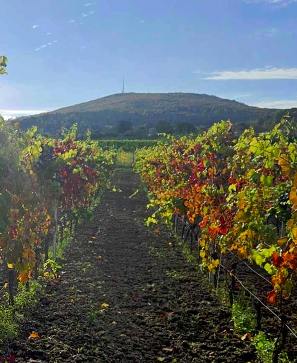 Winnica i Winiarnia Celtica Sobótka